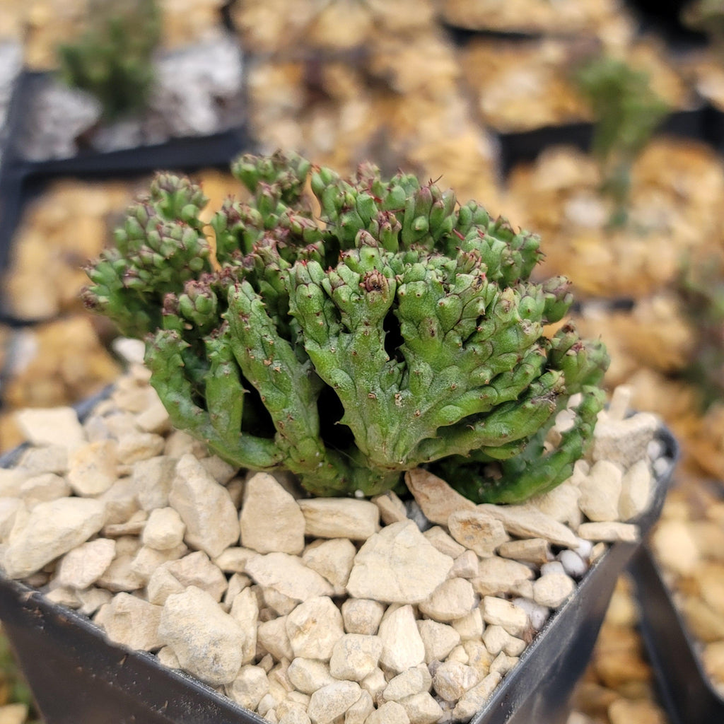 Euphorbia enopla coral