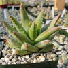 Crocodile Plant &