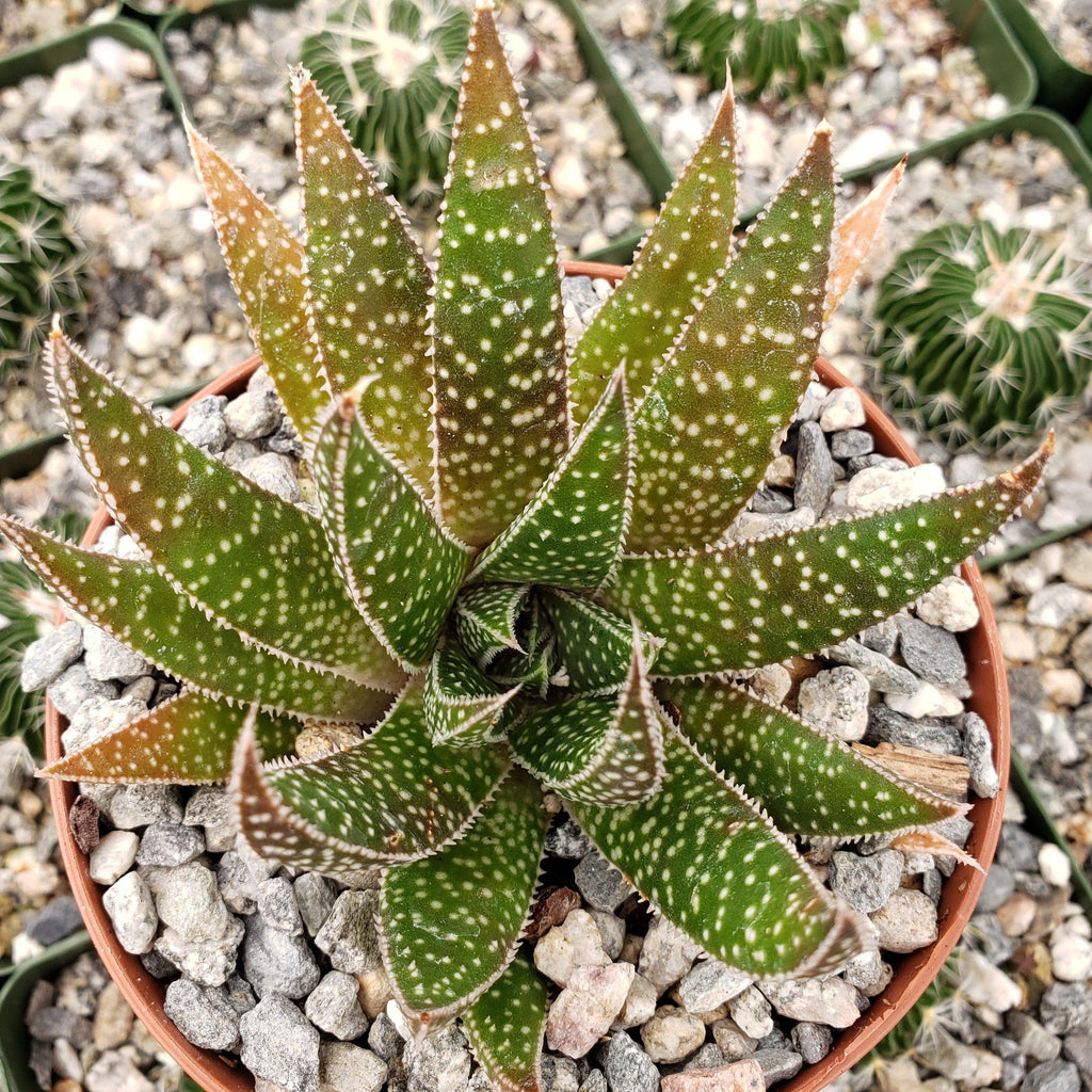 Gasteraloe beguinii lizard tail