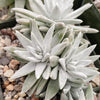 White Sprite Plant ‘Dudleya gnoma’