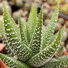 Haworthia attenuata concolor