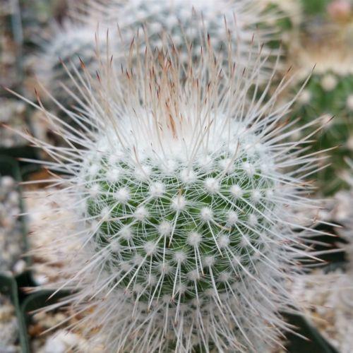 Mammillaria Geminispina