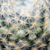 Mammillaria shiedeana