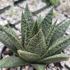 Gasteria Flow