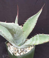 Agave scabra v. zarcensis