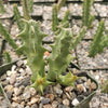 Huernia thuretii