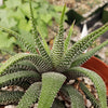 Haworthia attenuata concolor