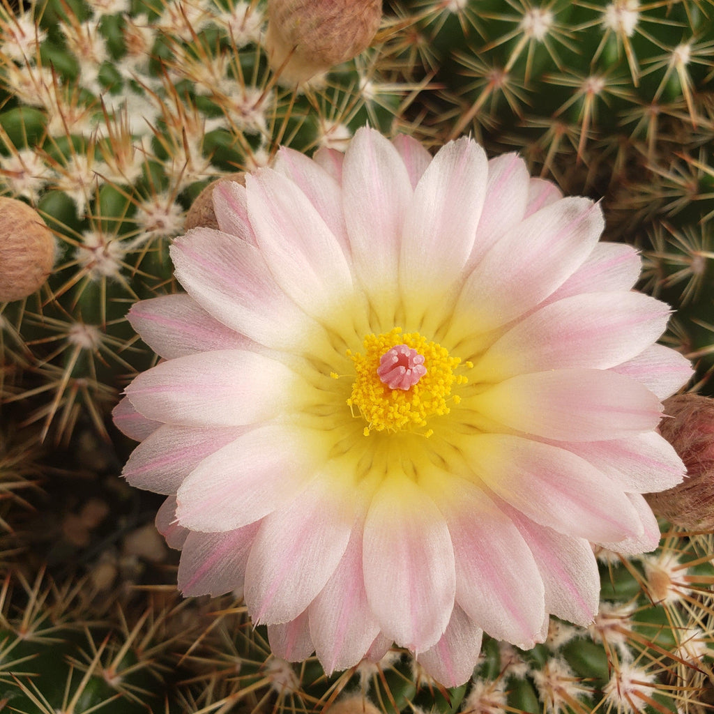 Notocactus roseoluteus