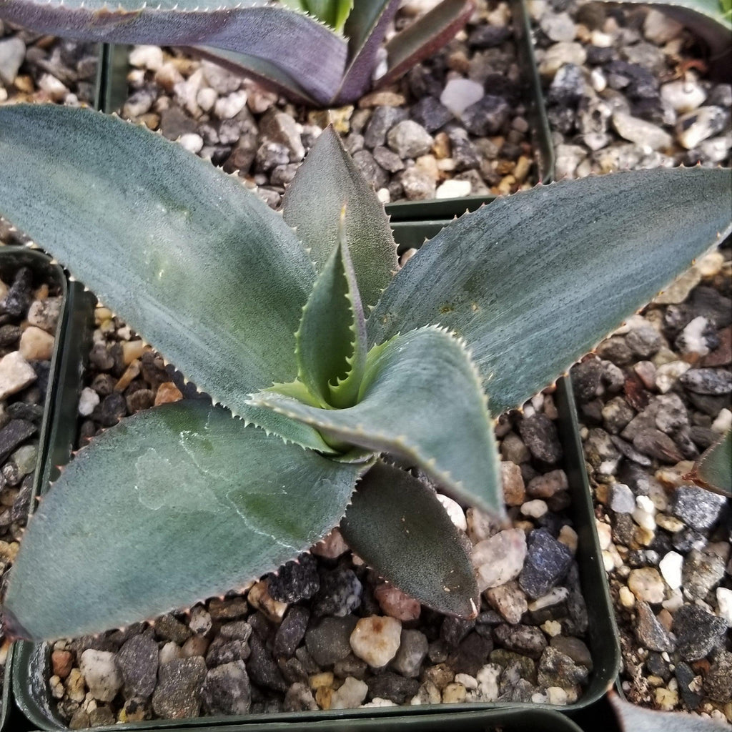 Agave pablocarrilloi