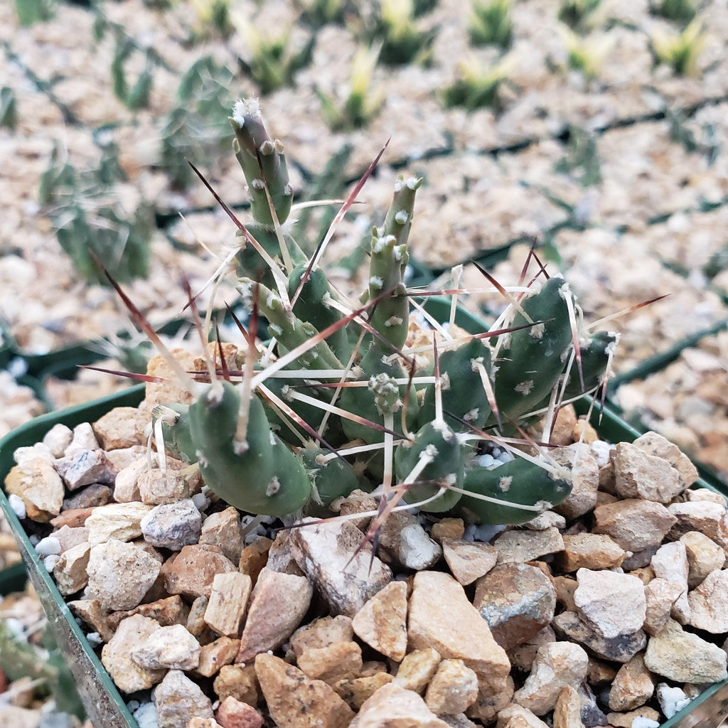 Paper Pine Cactus - Maihueniopsis glomerata