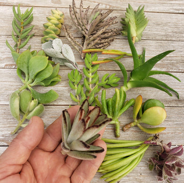 succulents without roots 20 Assorted Succulent Cuttings
