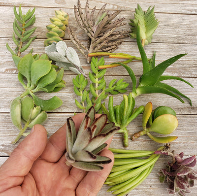 fuzzy succulent propagation 20 Assorted Succulent Cuttings