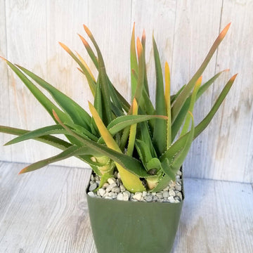 Shop 'Climbing Aloe – Aloe ciliaris' Care and Growing Guide