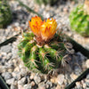 Parodia tredecimcostata