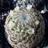 Mammillaria shiedeana