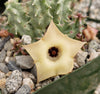 Huernia thuretii var Primulina