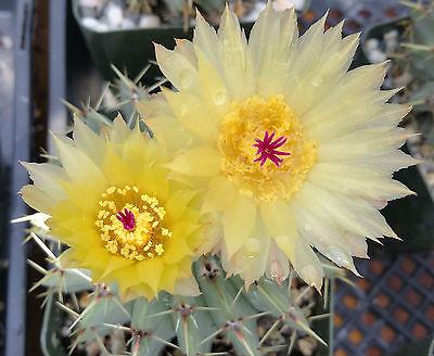 Notocactus buiningii