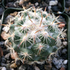 Close-up of Coryphantha calipensis, a green cactus with long white spines and brown tips, growing among rocks and gravel. Subtle branching.