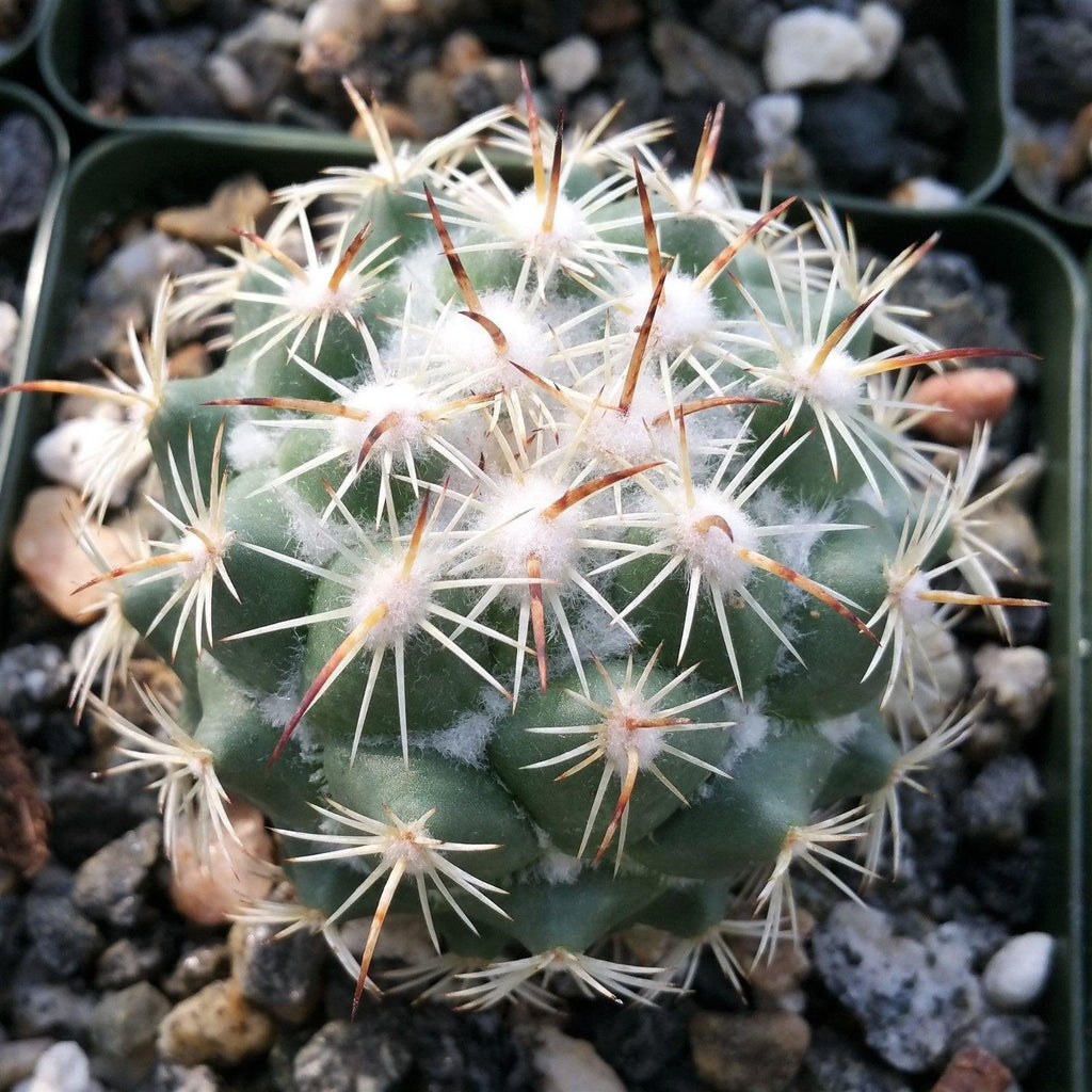 Close-up of Coryphantha calipensis, a green cactus with long white spines and brown tips, growing among rocks and gravel. Subtle branching.