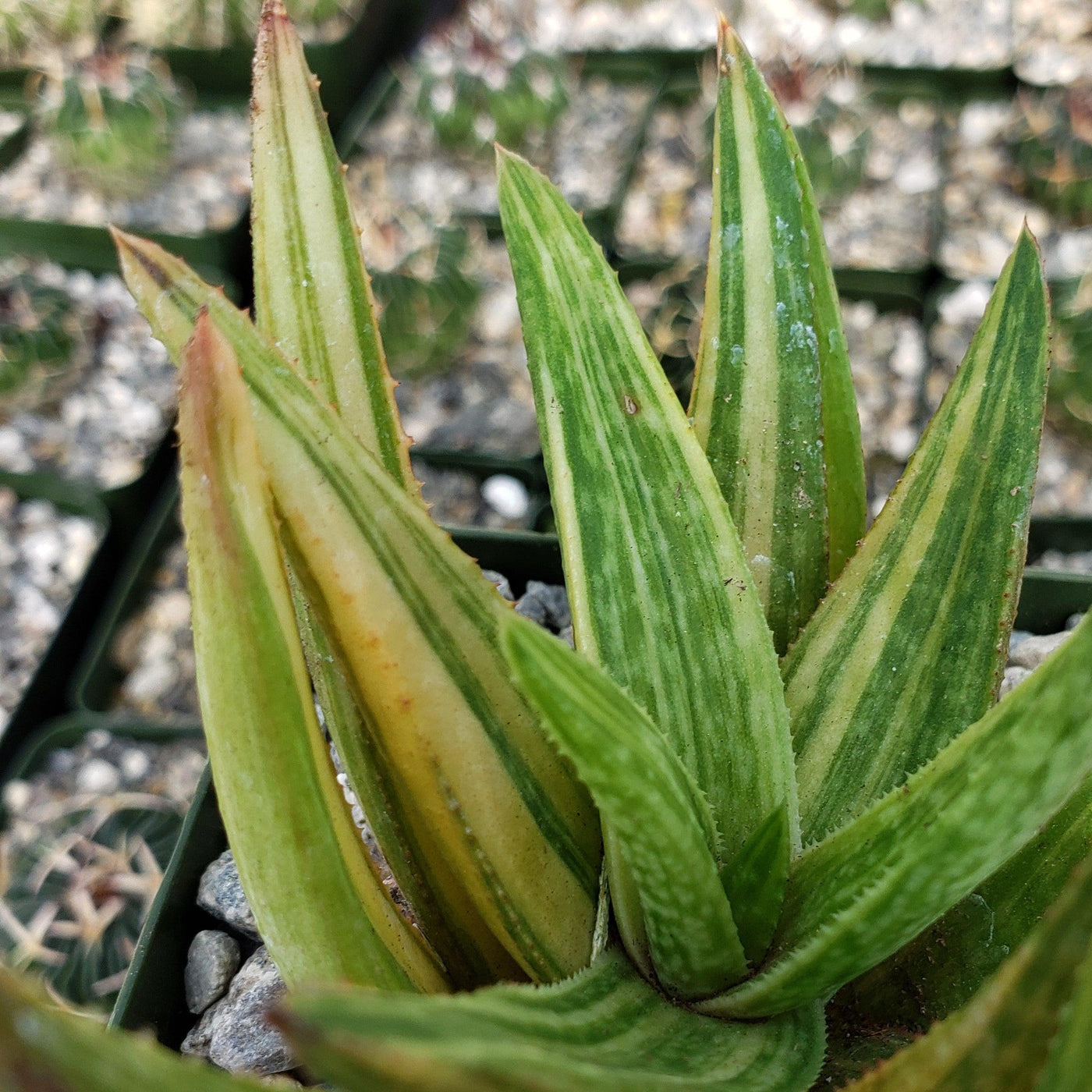 Gasteraloe variegata