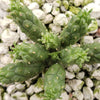 Euphorbia inermis huttonae