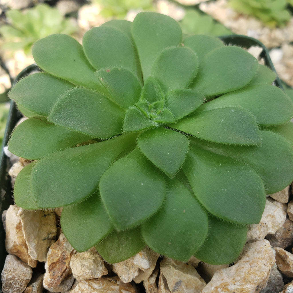 Aeonium pseudotabuliforme Green Platters