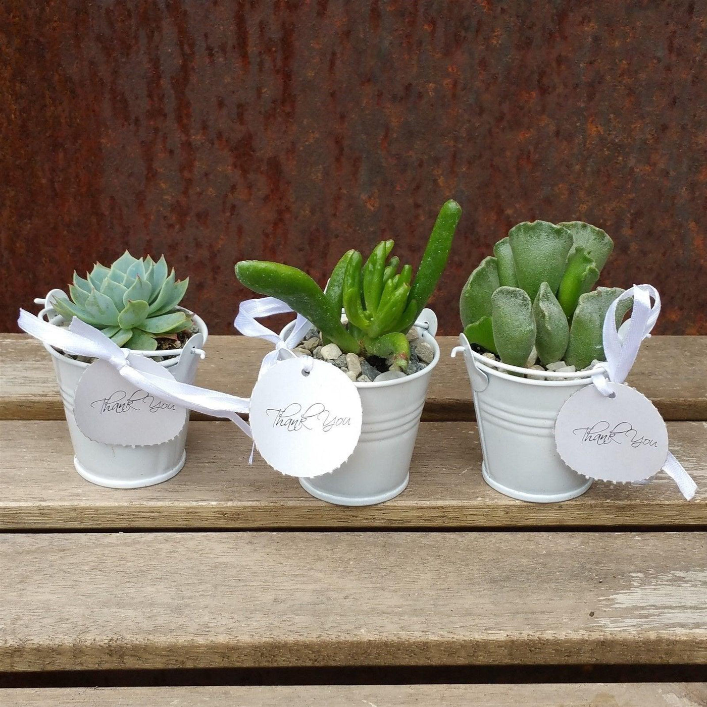 small succulent wedding favors 3 mini succulents in tin pails wedding or party favor arrangements – Planet Desert