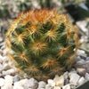 Mammillaria carmenae