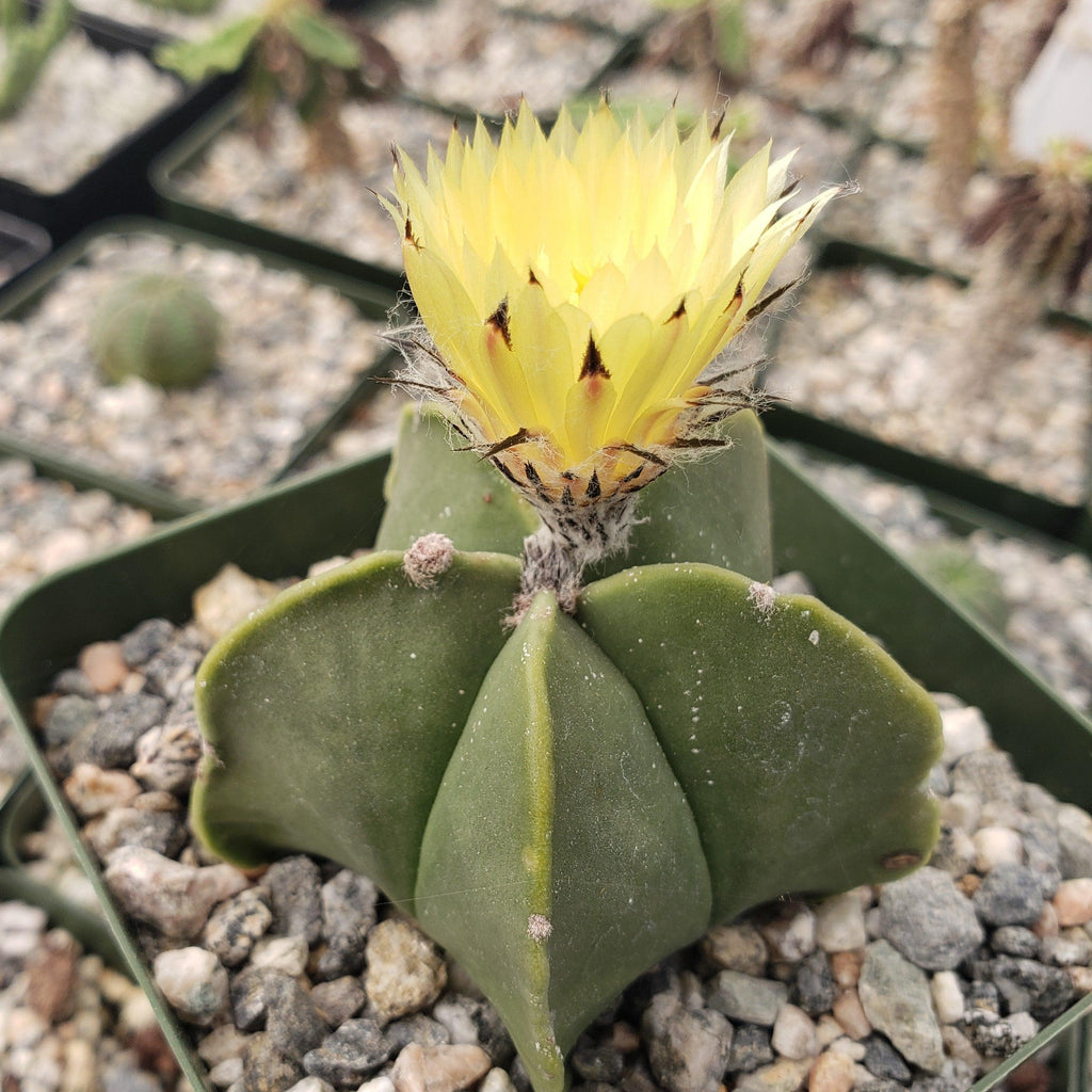 Astrophytum myriostigma var. nudum