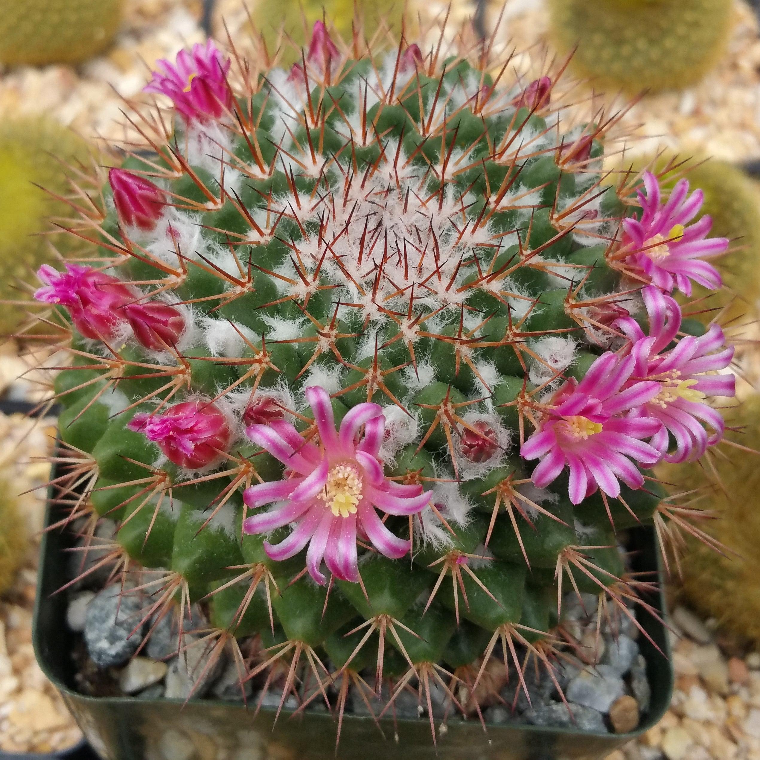 Mammillaria scrippsiana