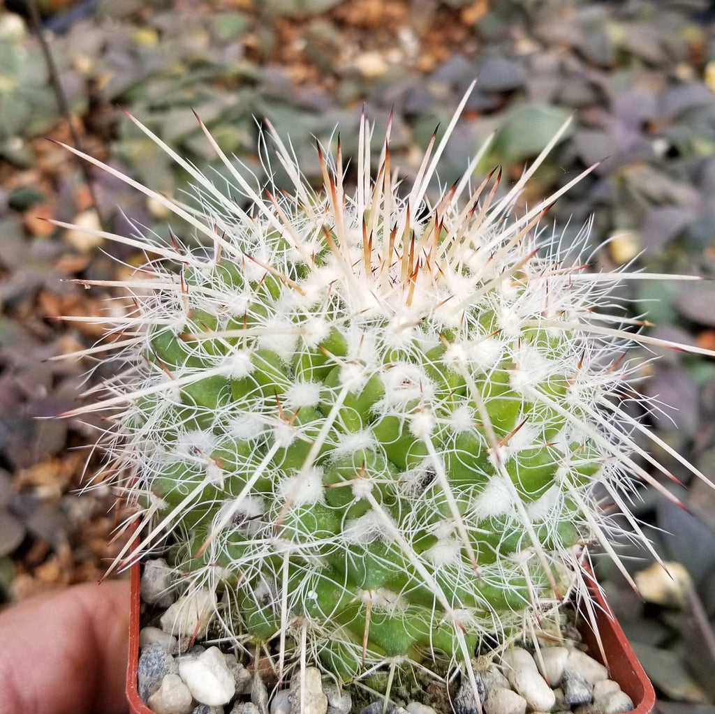 Mammillaria bicolor nobilis
