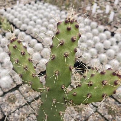 Opuntia consolea falcata cutting