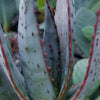 Aloe capitata quartziticola