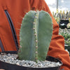 Cereus peruvianus spiralis twist