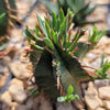 Euphorbia aggregata