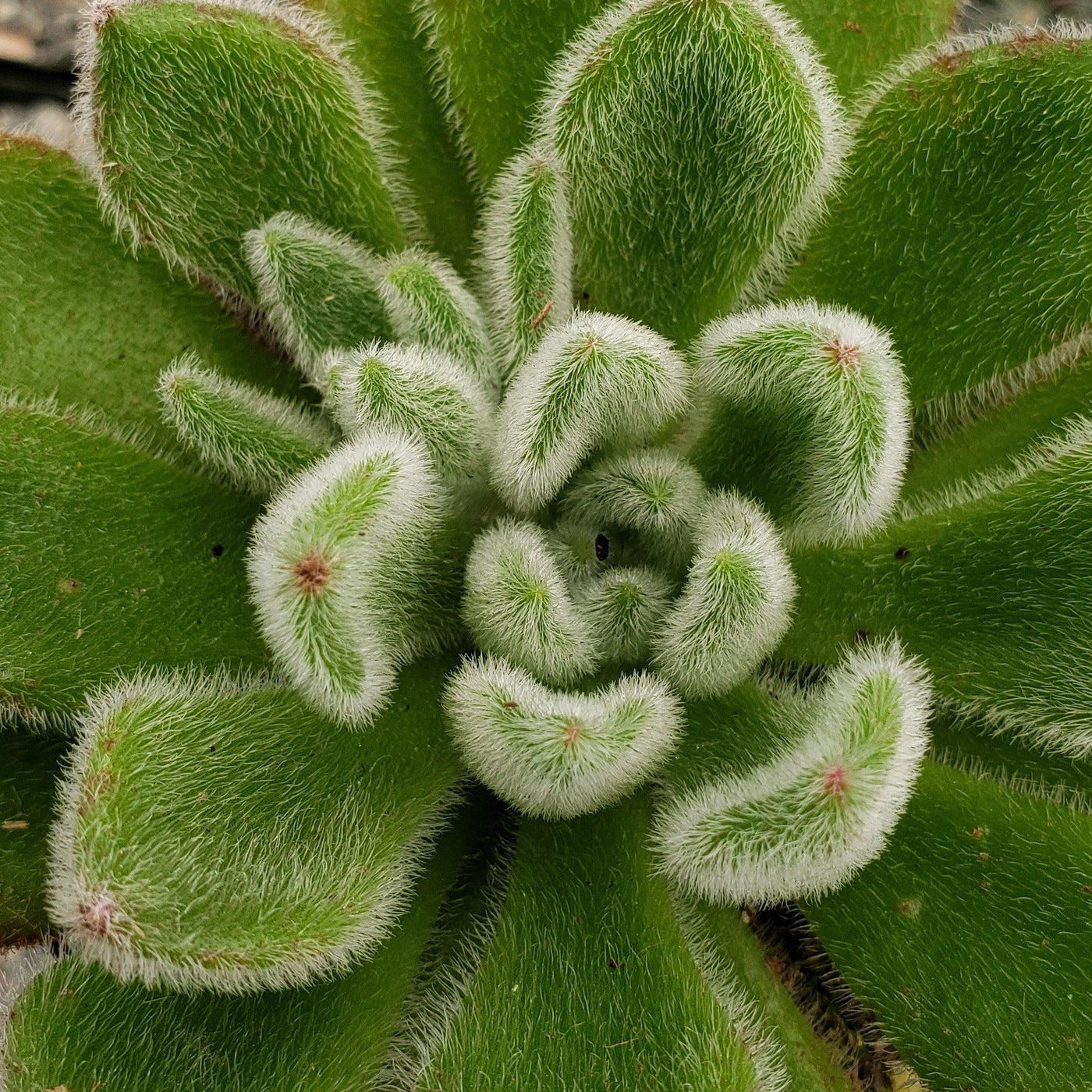 doris taylor succulent care Echeveria Doris Taylor | Attractive Green Plant
