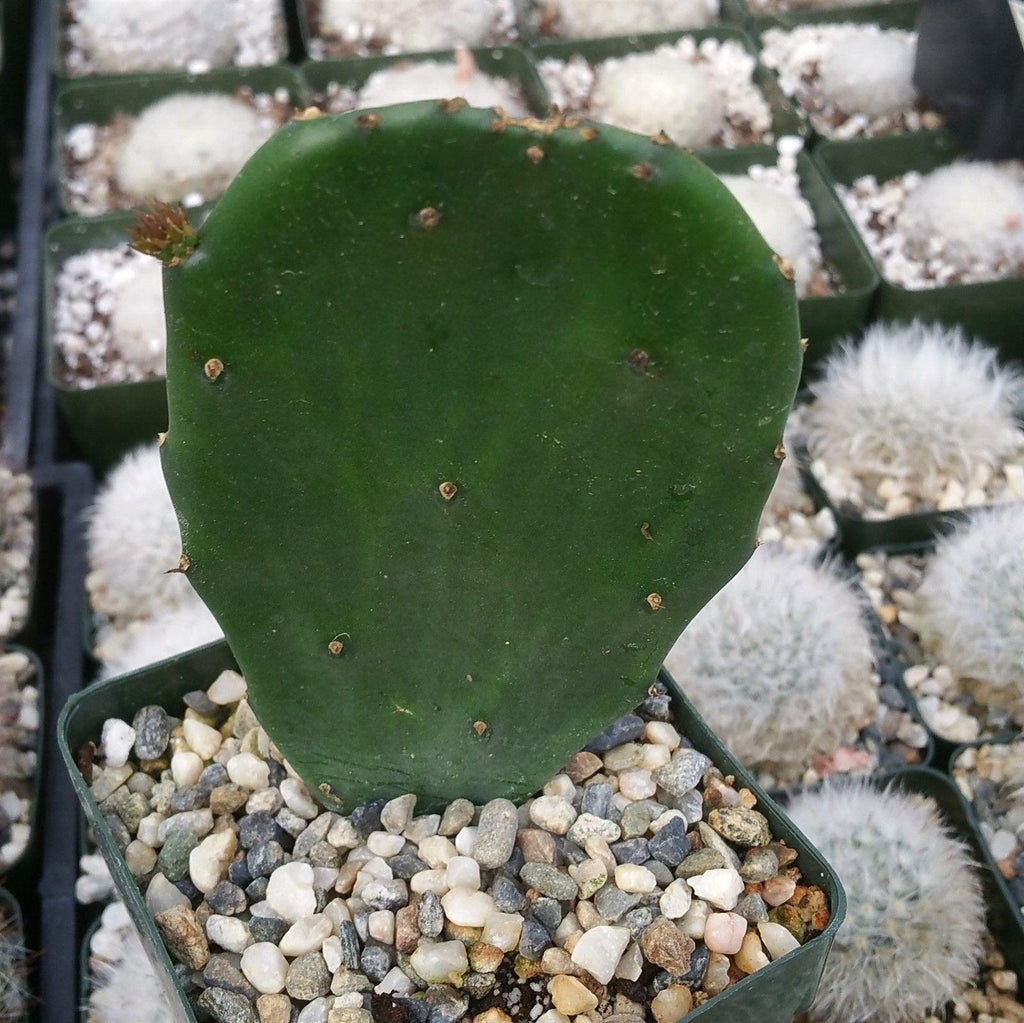 Opuntia Emerald wave