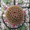 Mammillaria matudae