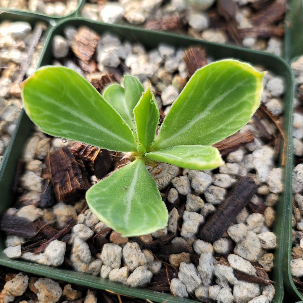 Euphorbia venenifica