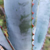 Aloe capitata quartziticola