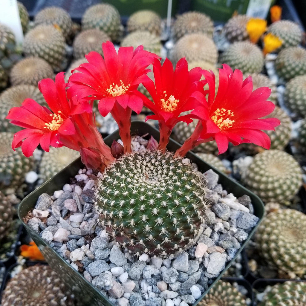 Rebutia krainziana