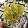 Opuntia microdasys monstrose