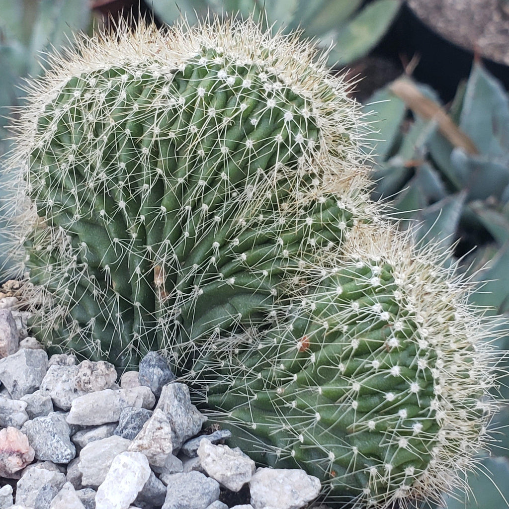 Neobuxbaumia polylopha cristata