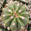 Melocactus caesius