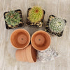 3- 2.5 inch cactus in terracotta pots