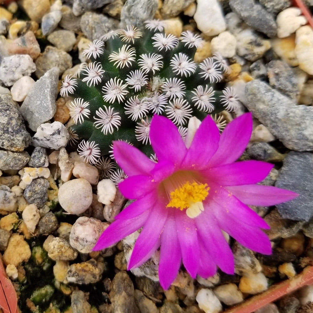 Mammillaria hernandezii