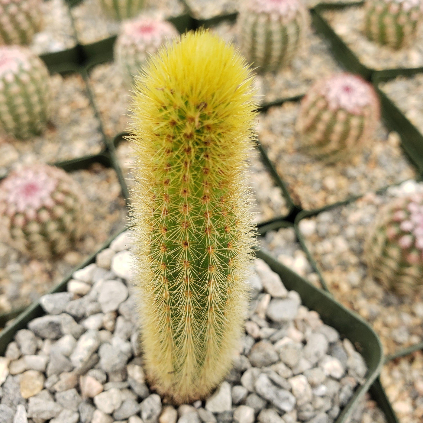 Cleistocactus winteri Golden Rat Tail