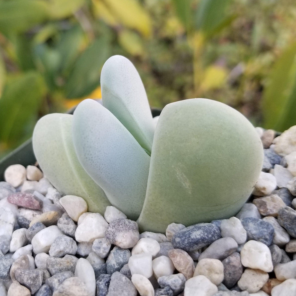 Cheiridopsis pillansii