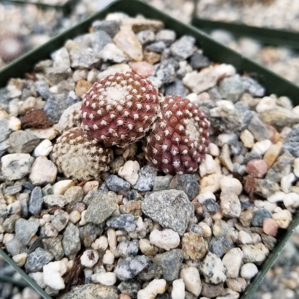 Copiapoa Laui