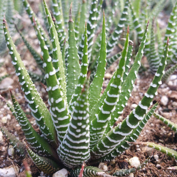 green and white spiky succulent Zebra Plant 'Haworthia fasciata' 4" Pot